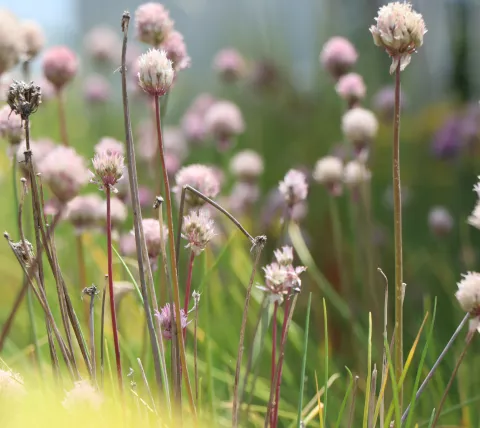 Bloemen 