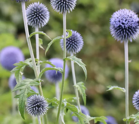 Bloemen 