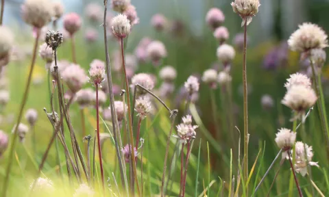 Bloemen 
