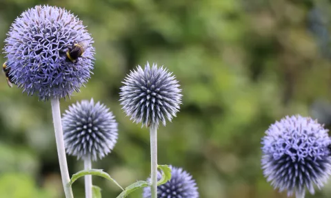 Bloemen 