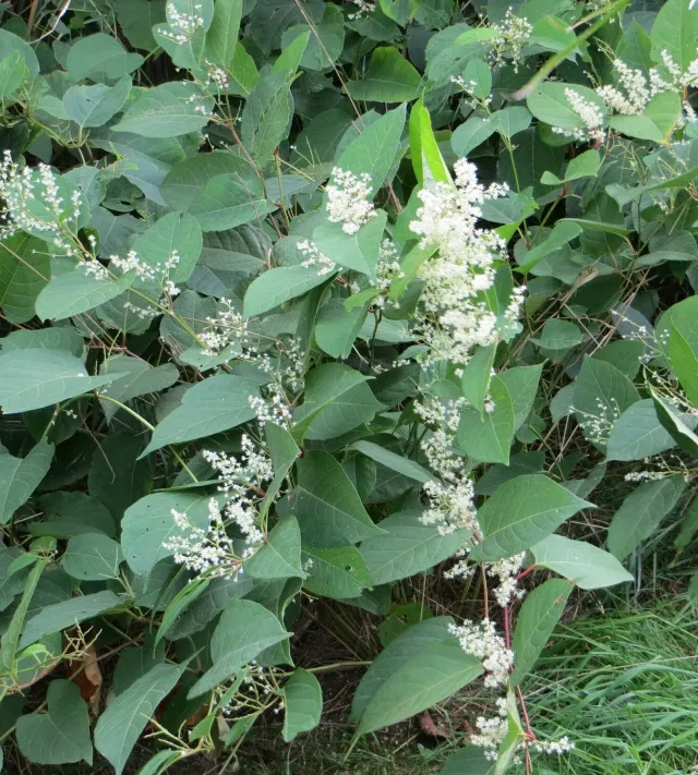 Japanse duizendknoop in bloei