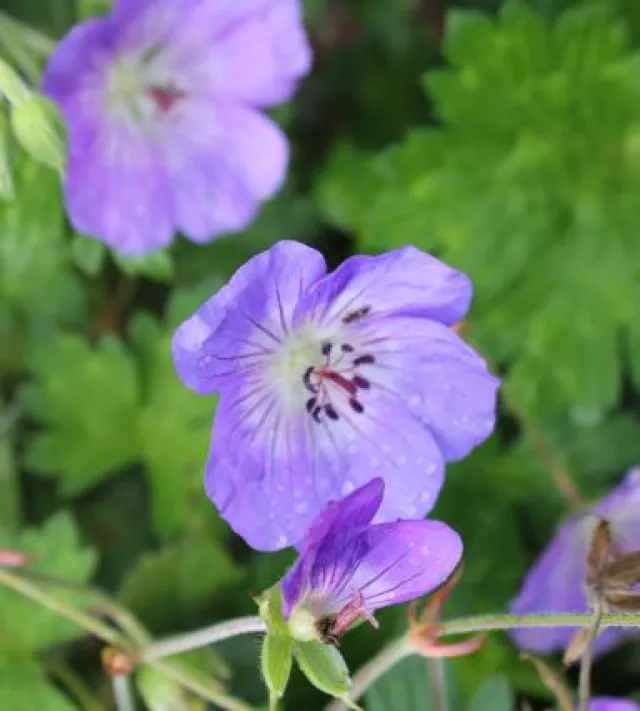 Geranium 'Rozanne'