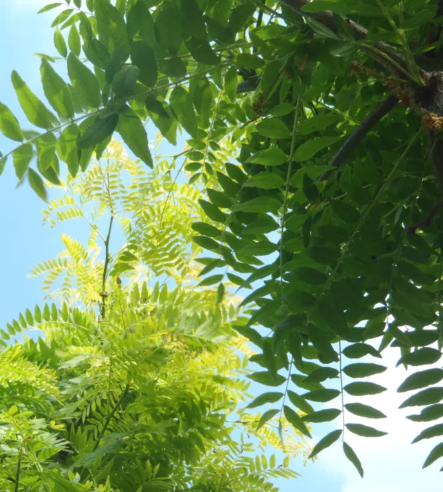 Gleditsia triacanthus inermis