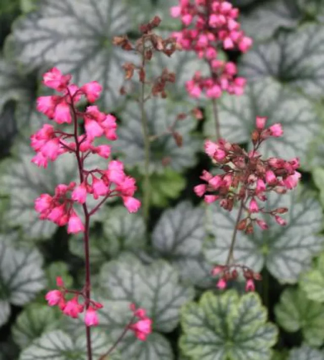 Heuchera 'Paris' PBR 