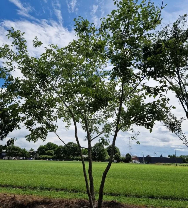 celtis