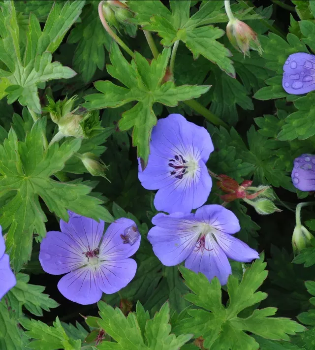 Geranium
