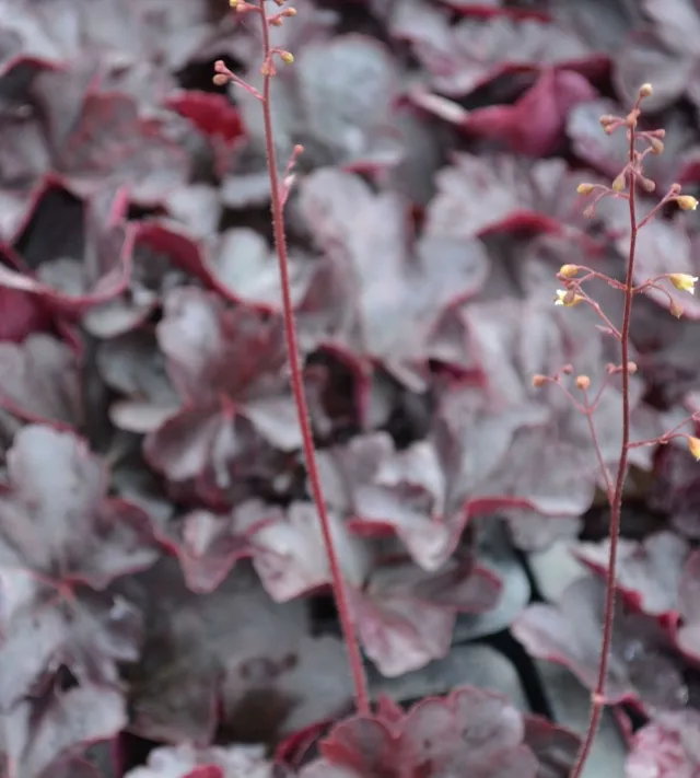 Heuchera2