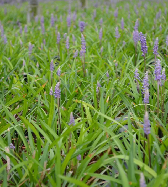 liriope