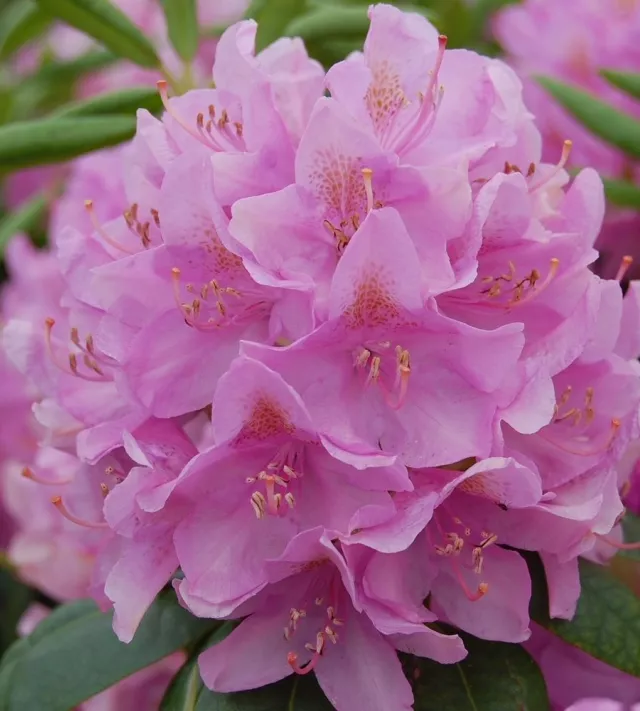 Roseum