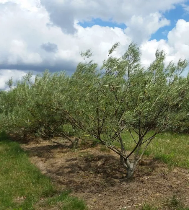 salix
