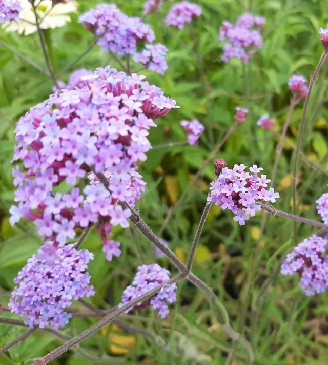 verbena